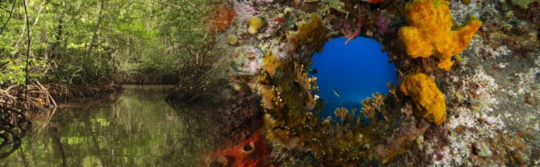 Lee más sobre el artículo Pacífico y Caribe, dos territorios clave de las expediciones científicas que lidera la Comisión Colombiana del Océano